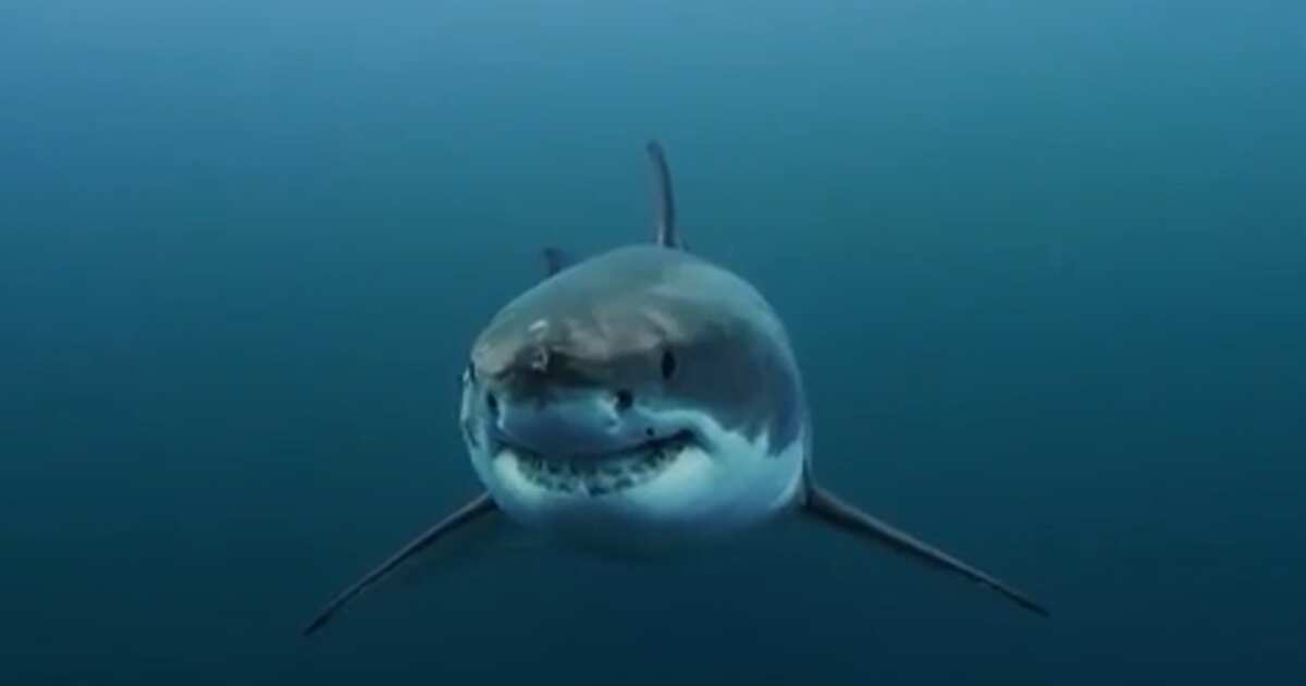 Акула повторила перед фотографом знаменитый кадр из фильма 