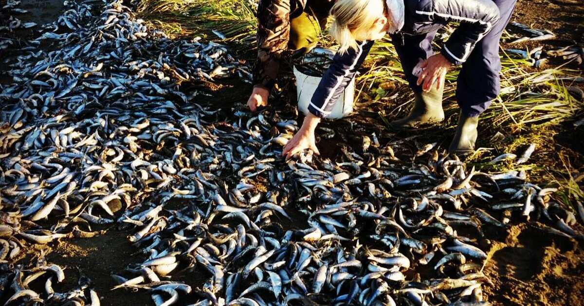 Собирать рыбу. Уёк рыба Магадан. Собирание рыбы. В Сахалине выбросило рыбу. Люди собирают рыбу на берегу.