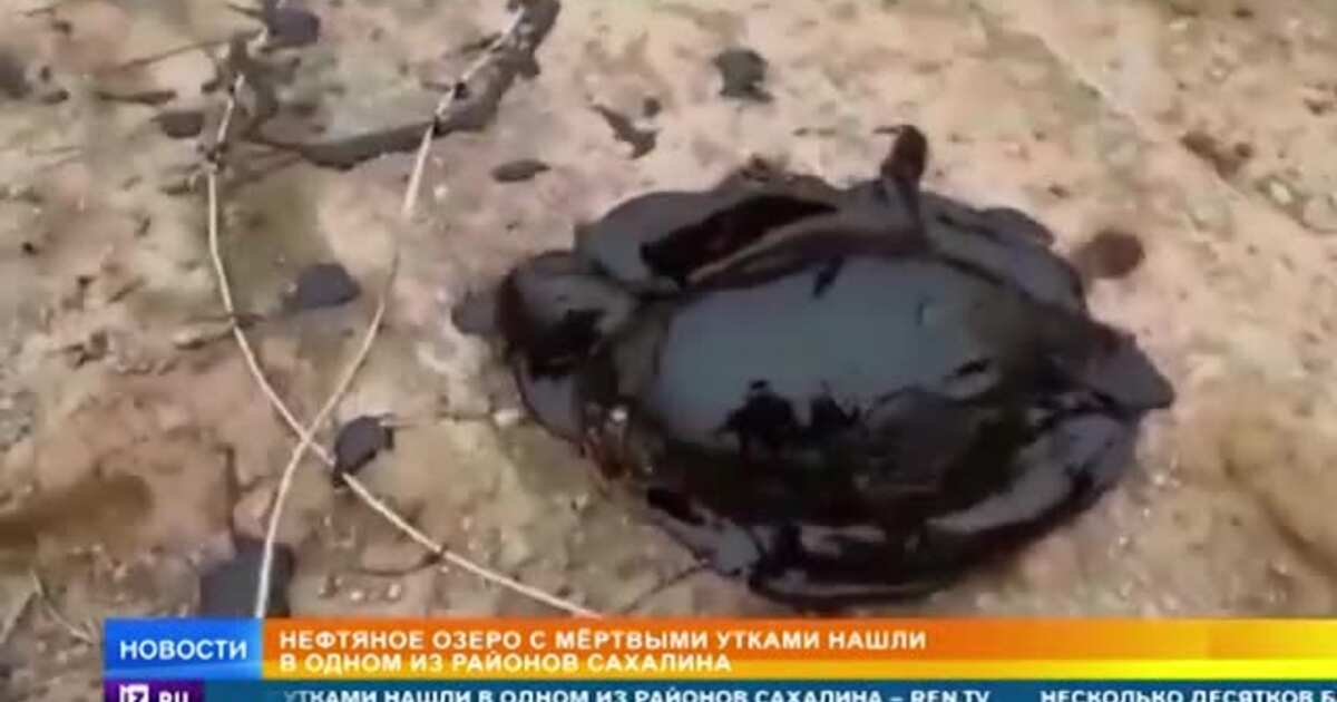 Что делать если нашел нефть на участке