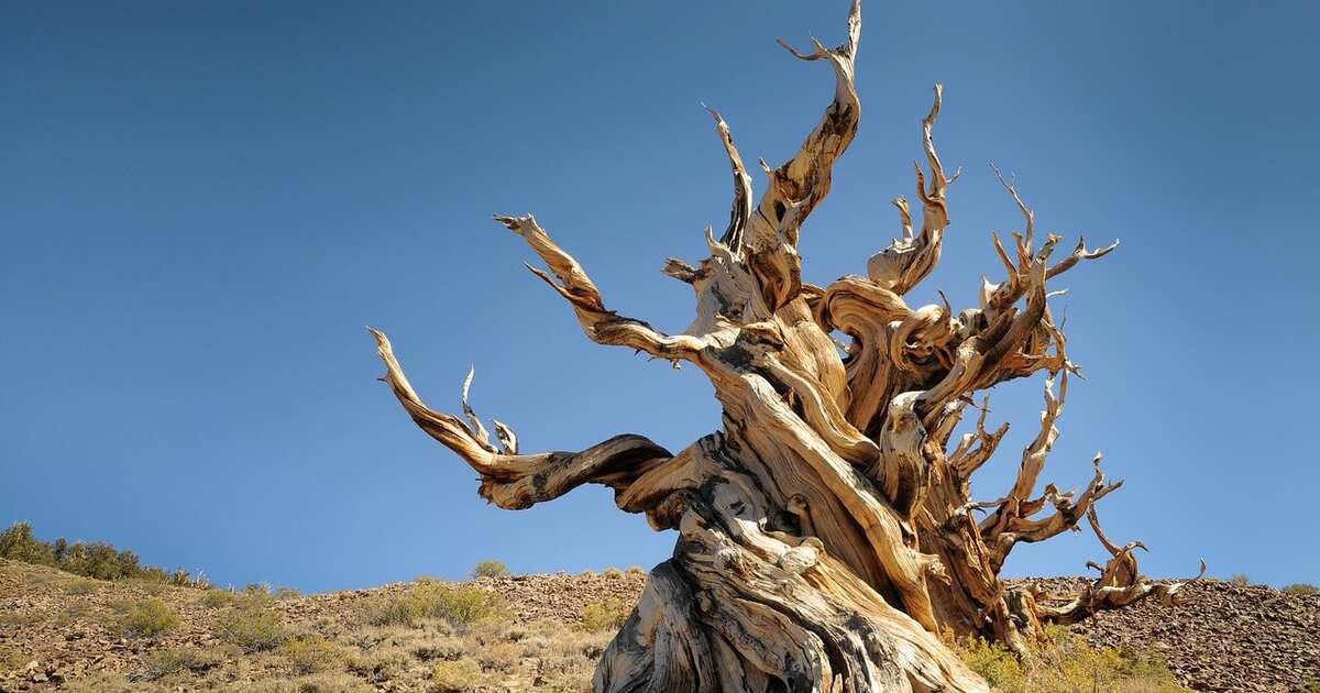 Высочайшие древнее дерево