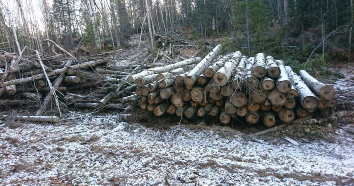 Оборот леса. Вырубка леса Приморский край. Рубка лесов Приморский край. Вырубка лесов в Приморском крае. Незаконная вырубка леса. В Приморье.