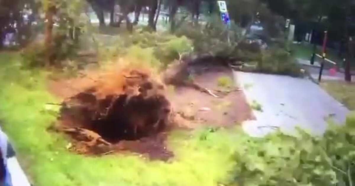 На балкон упало дерево что делать