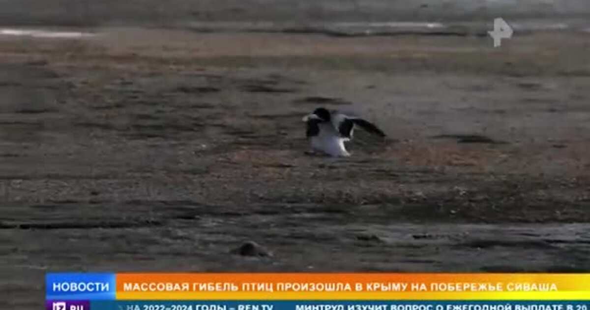 Водоплавающие Птицы Крыма Фото