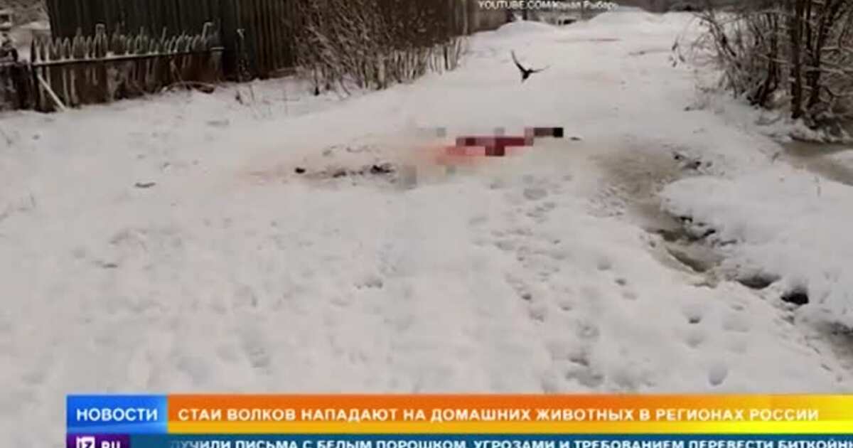 Нападение на волкова в литве. Волки загрызли человека в Забайкалье. Стая Волков напала на человека в Новосибирской области.