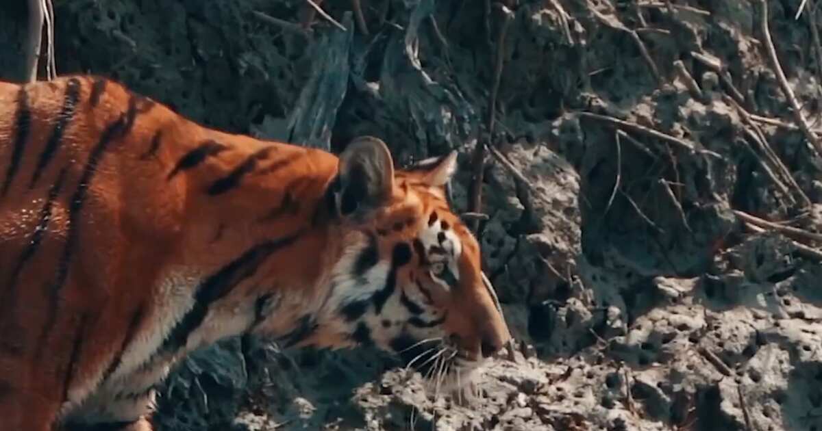 Тигр людоед