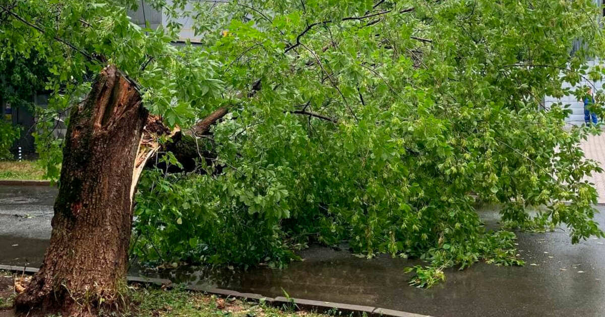 Ветер в москве деревья. Ураган в Москве 29 мая 2017 парк дружбы. Фото упавших деревьев в Москве. Деревья гибнут из-за цикад.