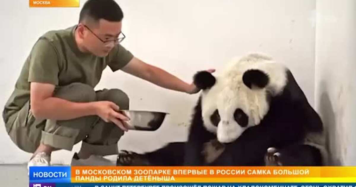 Московская панда с детенышем. Детёныш панды в Московском зоопарке. Панда из Московского зоопарка с малышом. Маленькая Панда в Московском зоопарке родилась.
