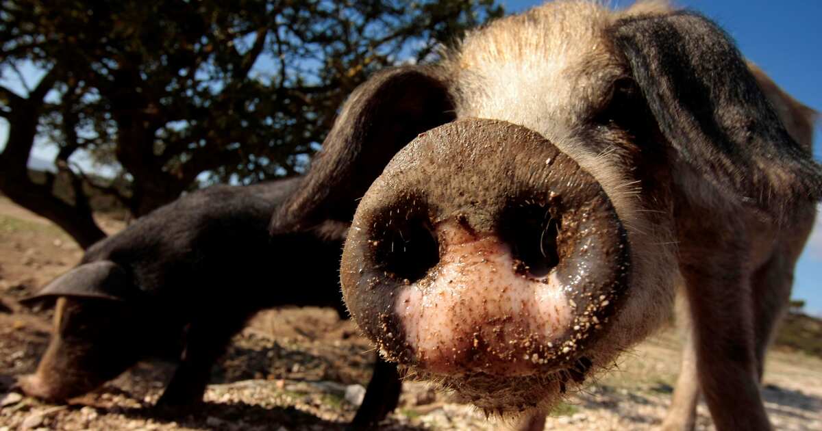 Атака пятачками: банда голодных свиней держит в страхе целое село —  18.05.2023 — Статьи на РЕН ТВ
