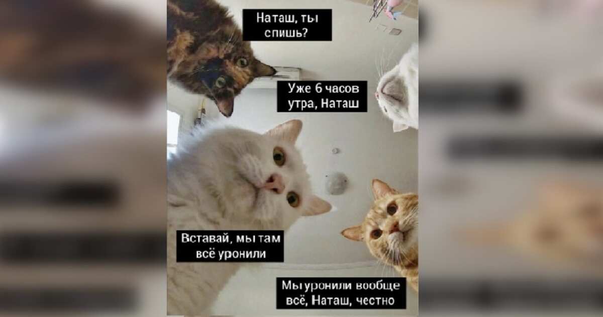 Мем упал вставай встал упай упай чокопай