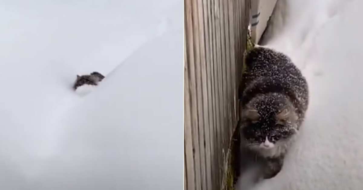 Пробираюсь по сугробам. Кот пробирается через сугробы. Кот через снег. Кот застрял в снегу. Пробираюсь сквозь сугробы.