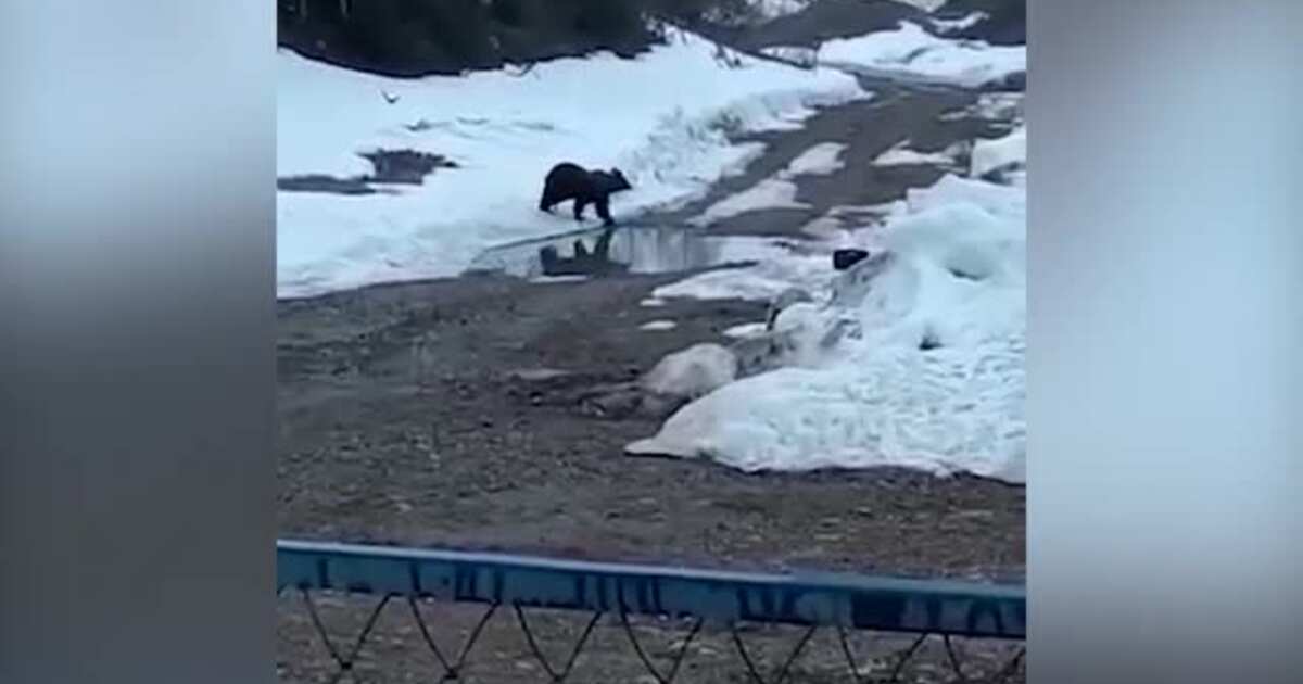 Медведи якутия напали