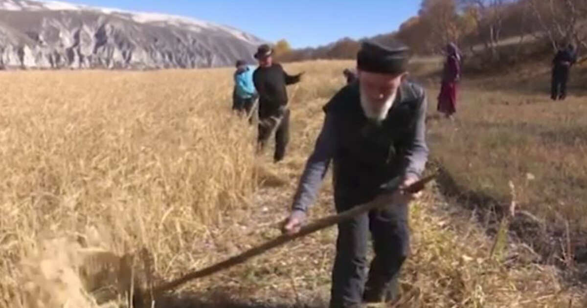 Житель аула. Полба Дагестан. В Дагестане выращивают полбу. Секреты долгожители Дагестана. Долгожители Дагестана на 2020 год.