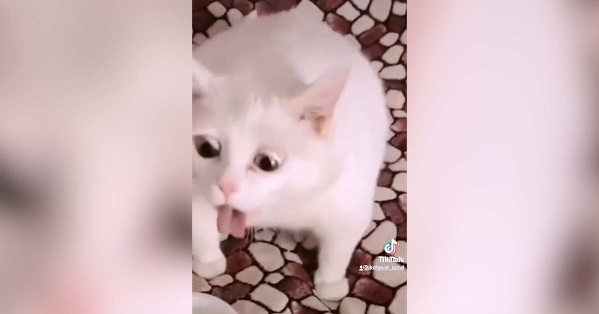 Испытывающий отвращение кот стал мемом в Сети — 01.10.2021 — В мире на РЕН  ТВ