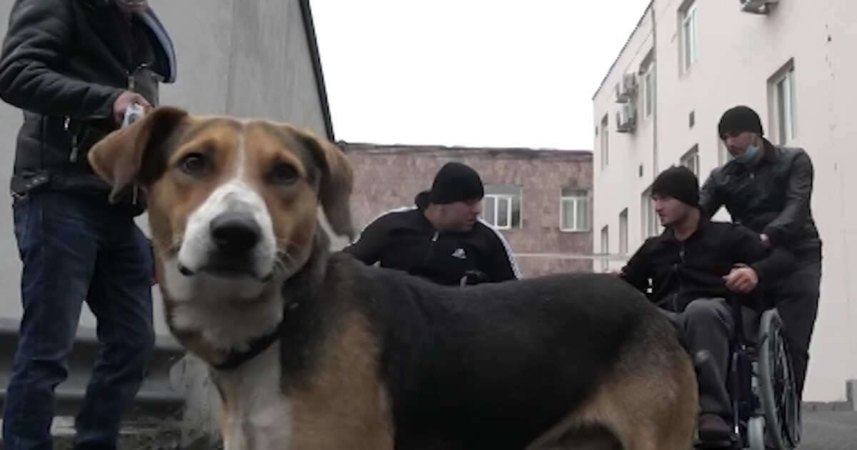 Собака ереван. Собаки в Ереване. Псу Ереван. Пес 20. Ереван собака в машине.