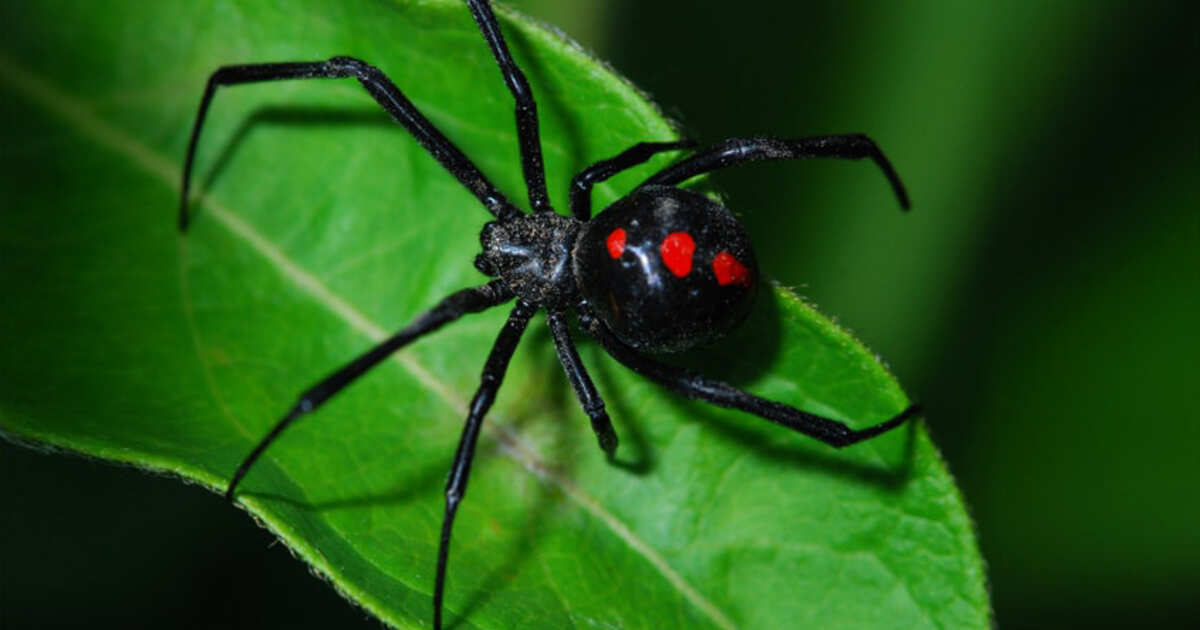 Большой черный паук дома