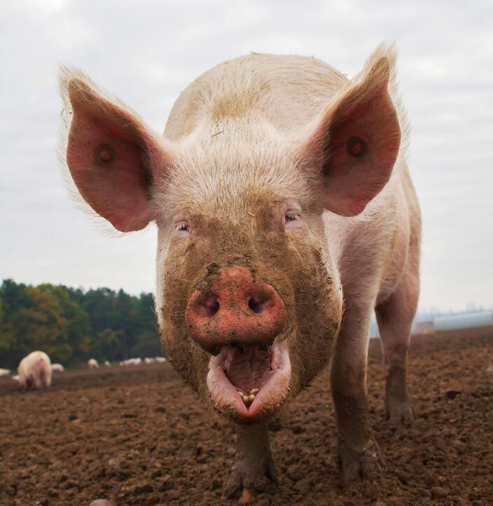 Атака пятачками: банда голодных свиней держит в страхе целое село —  18.05.2023 — Статьи на РЕН ТВ
