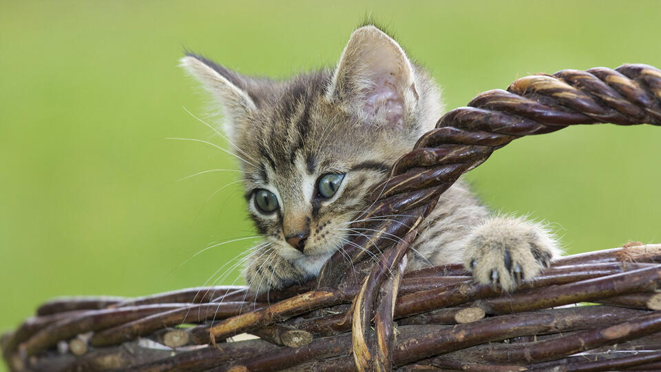 На рассылке с милыми котиками можно заработать несколько тысяч рублей. Фото: © www.globallookpress.com/F. Herrmann/blickwinkel