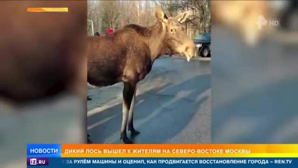 Дикий лось вышел к людям рядом с многоэтажками в Москве