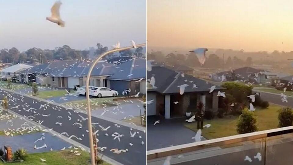 Птичий апокалипсис: тысячи попугаев атаковали город в Австралии