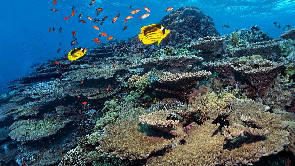 Уникальный водный мир Индонезии оказался под угрозой исчезновения. Фото: © www.globallookpress.com/Norbert Probst/http://imagebroker.com/#/search