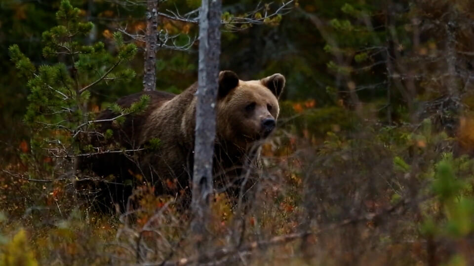 Почему на Руси запрещали есть медвежатину. Фото: © Кадр из программы "Загадки человечества", РЕН ТВ