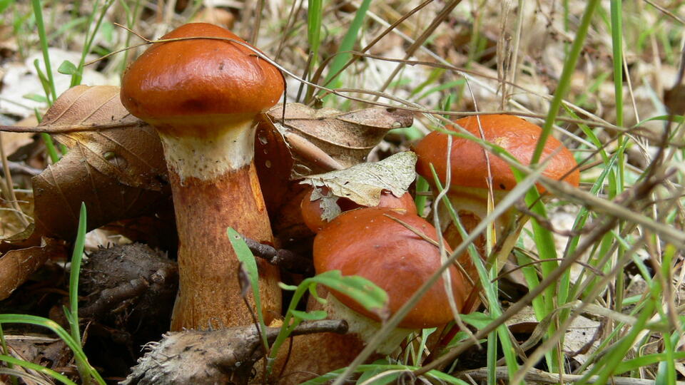 Какие грибы собирать на поляне