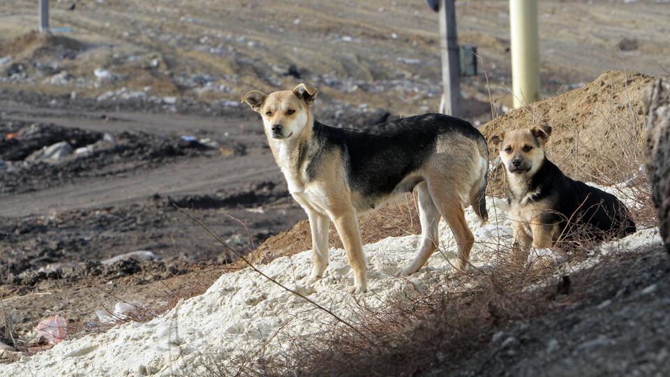 Две бродячие собаки искусали малолетнего ребенка в Подмосковье