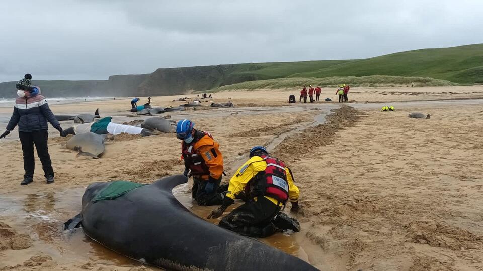 Океанолог о массовой гибели китов в Шотландии: "Это мировая загадка"