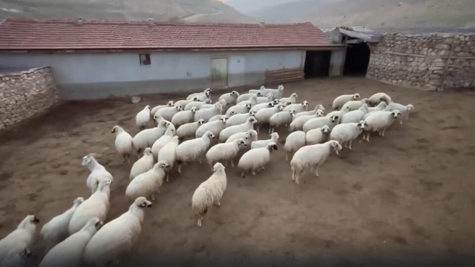Как странный хоровод баранов вызвал небывалую панику в Китае. Фото: © Кадр из программы "Загадки человечества", РЕН ТВ