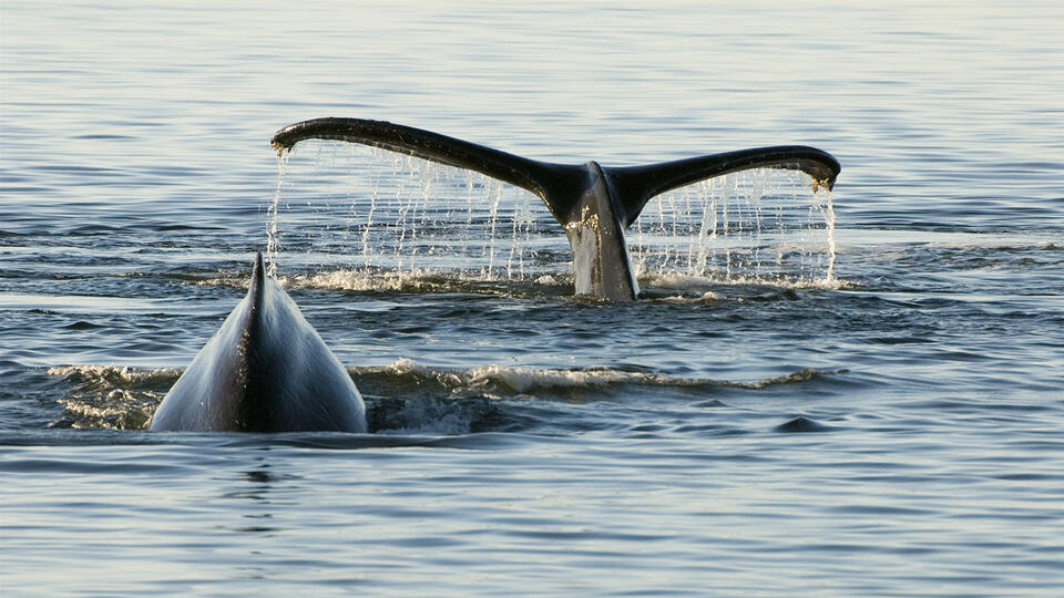 Где и как можно увидеть китов своими глазами. Фото: © www.globallookpress.com/unknown/Tui De Roy/DanitaDelimont.com