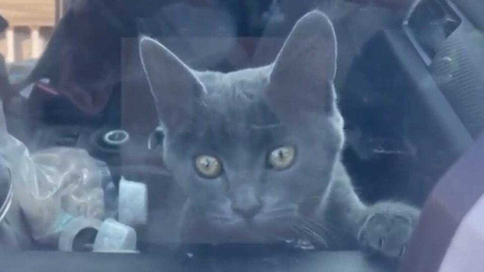 Кота, оказавшегося в плену в авто, пытаются спасти в центре Москвы