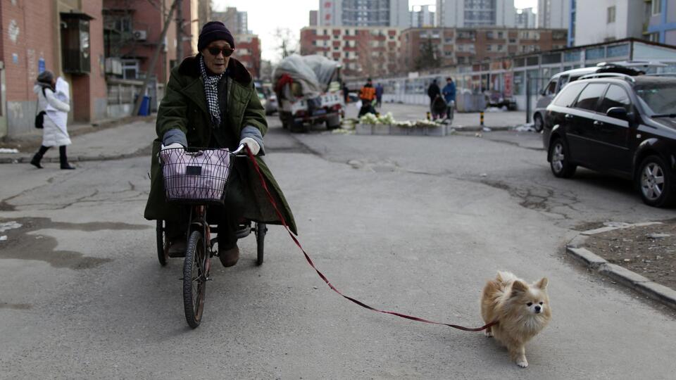 В Китае под эпидемию уничтожат всех уличных собак, как представляющих 