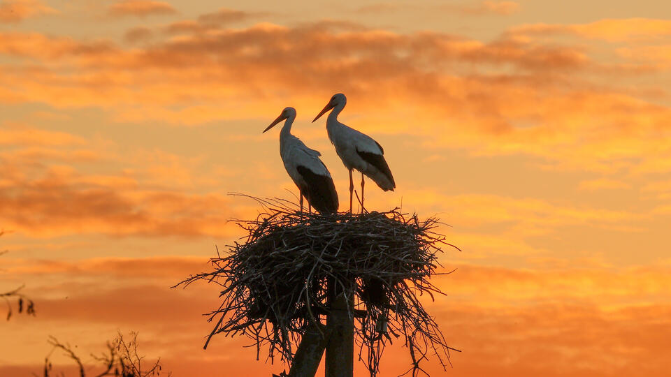 Рекордсмены дальних миграций. Фото: © Александр Полегенько/ТАСС