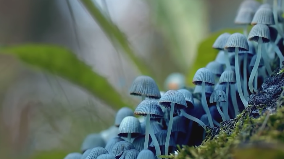 Какие грибы растут в пустыне