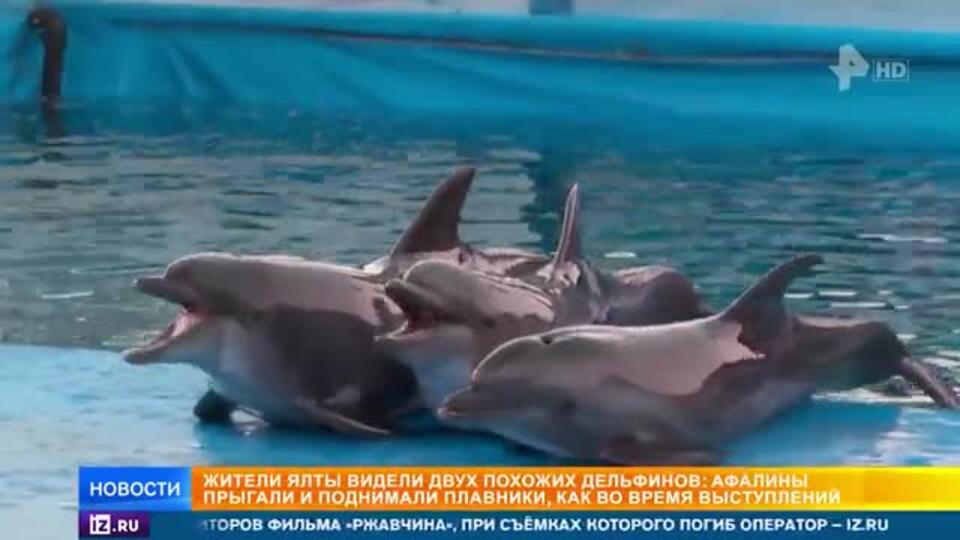 Выброшенные в море дельфины могут появиться у берегов Сочи