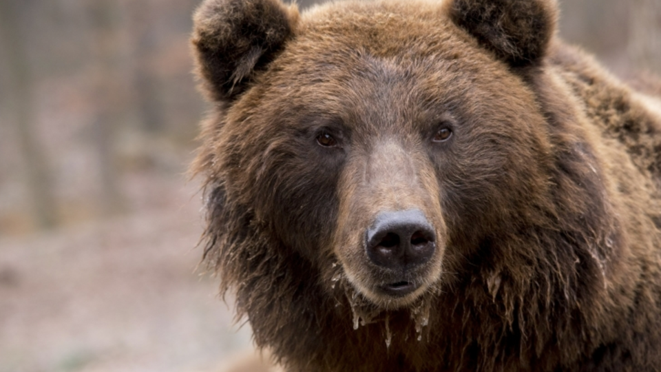 Медведь впервые за 150 лет убил человека в Италии