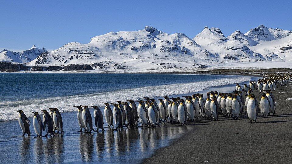 Пингвины перестали размножаться в Антарктиде из-за низкого уровня льда