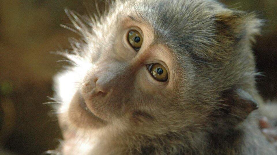 Из центра реабилитации животных в Калуге украли 10 обезьян