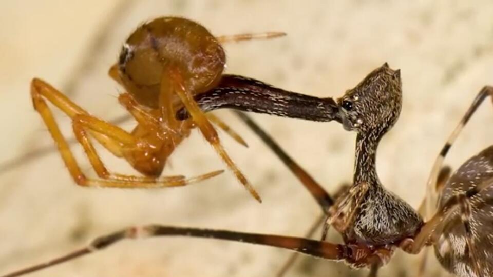 Новый вид пауков-убийц открыли в Австралии
