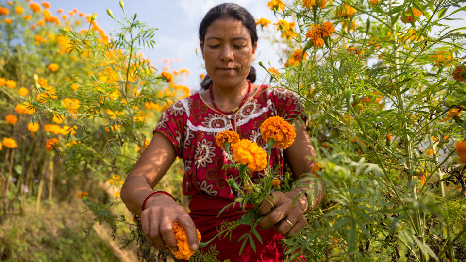 Почему в Непале женщина может иметь пять мужей. Фото: © www.globallookpress.com/Bivas Shrestha/ZUMAPRESS.com
