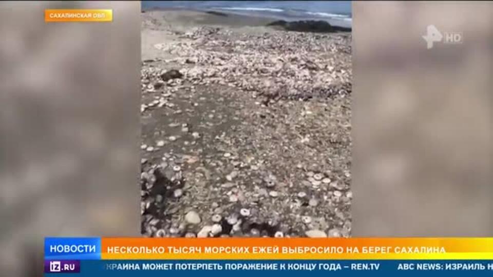 Несколько тысяч морских ежей выбросило на берег Сахалина