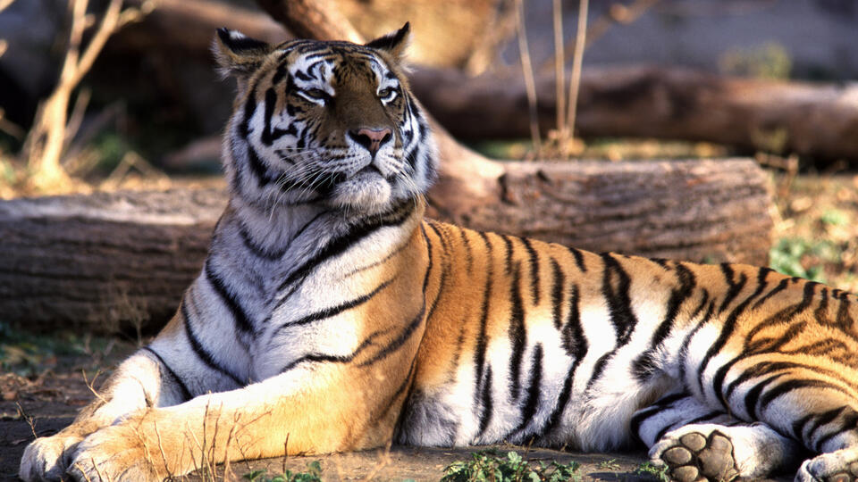 Какие животные подойдут для фотосессий. Фото: © www.globallookpress.com/Konstantin Mikhailov/Russian Look