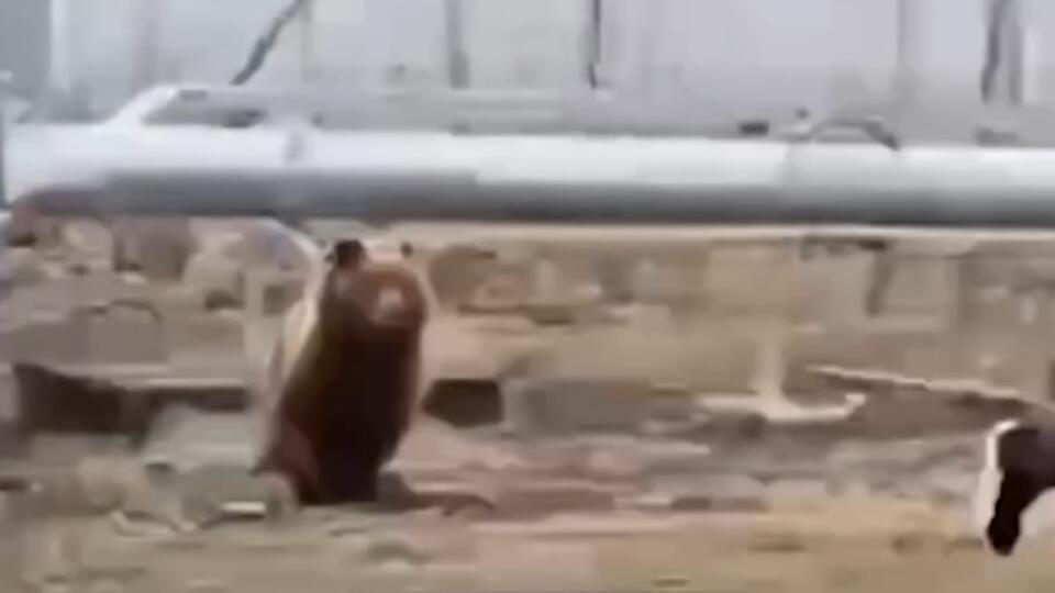 Медведь устроил погоню за мужчиной в Норильске