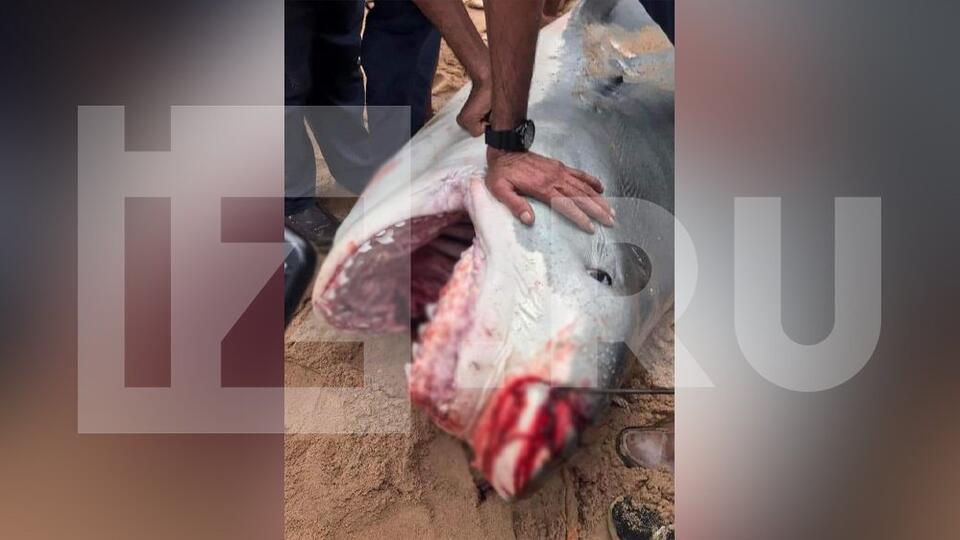 В Египте начали лабораторное обследование растерзавшей мужчину акулы