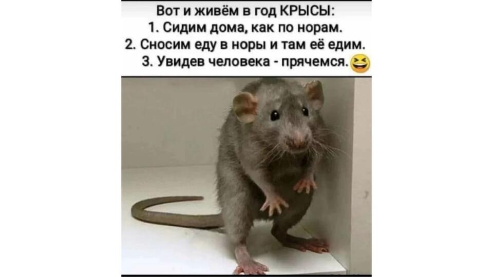 Как поднять настроение: самые популярные мемы и шутки про самоизоляцию. Фото: © соцсети