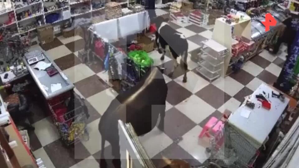 Коровы нагрянули в продуктовый магазин в дагестанском селе