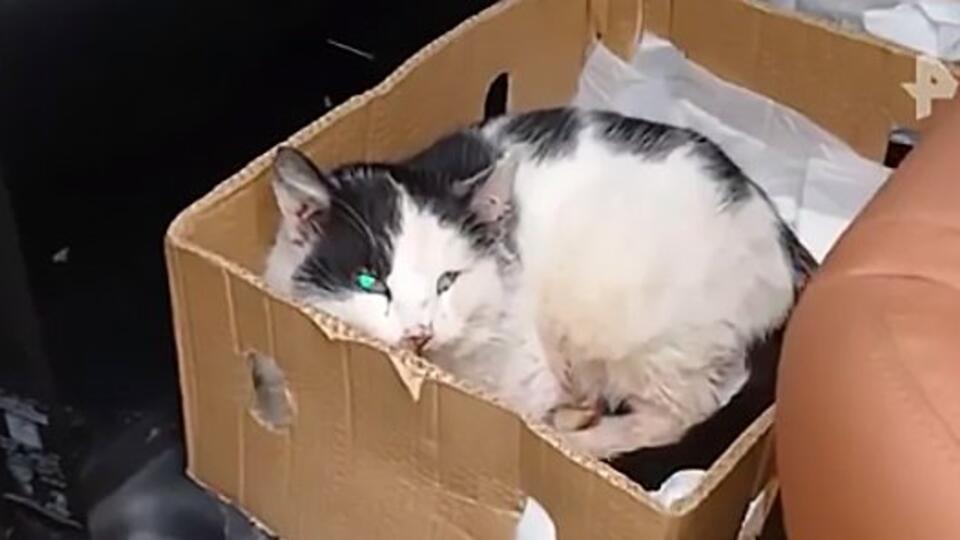 Ненужный пациент: ветеринара обвинили в выкидывании раненого кота