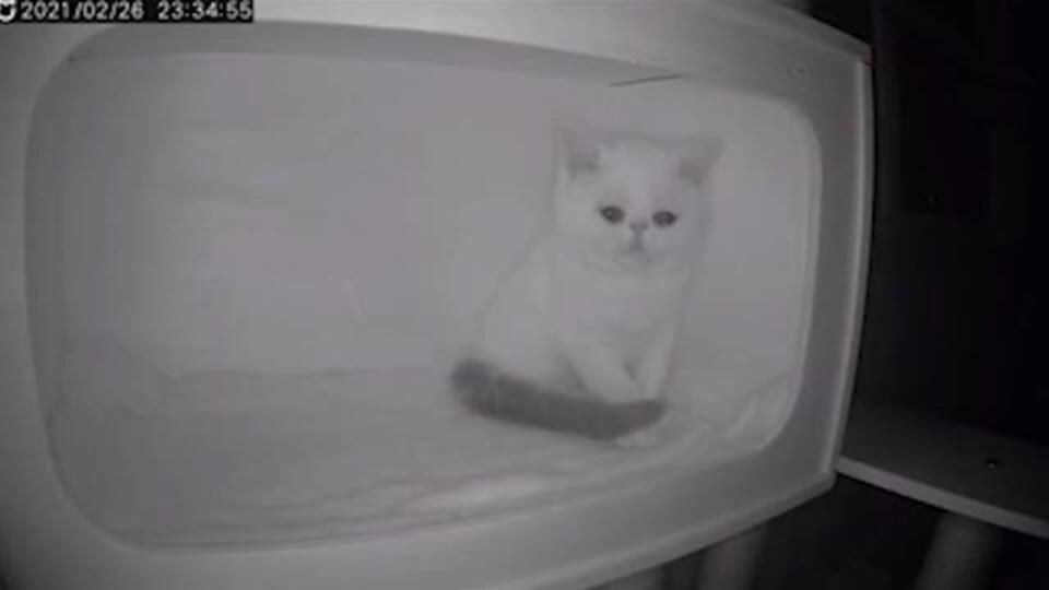 Кошка Фото Видео