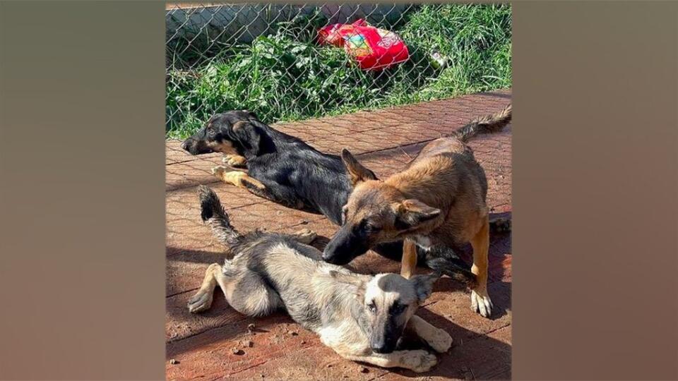 Хозяйка приюта в Чехове, где отравились 160 собак: поели корм и упали