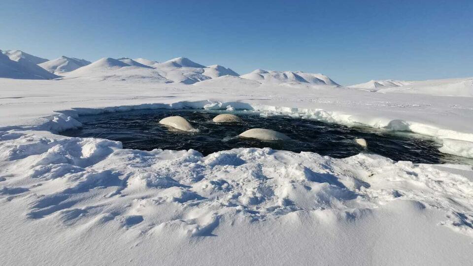 Около 20 белух попали в ледовый плен в бухте на Чукотке